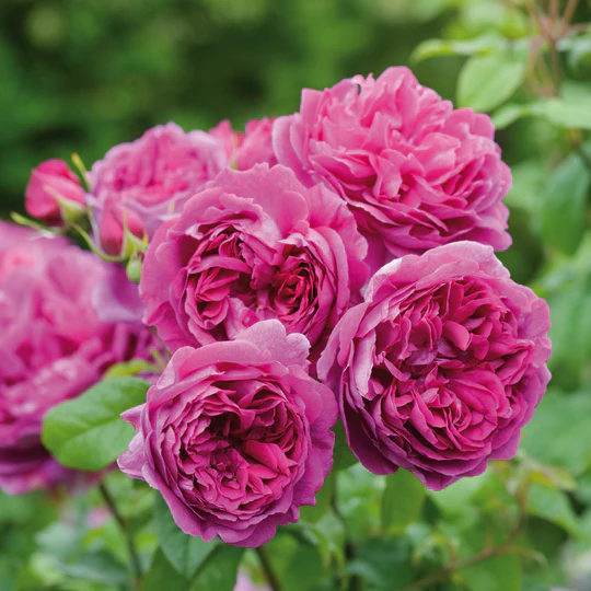 DAVID AUSTIN ROSES - Young Lycidas 6ltr