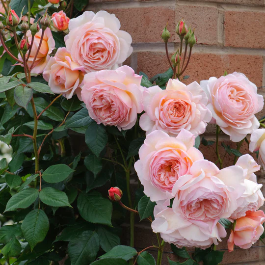 DAVID AUSTIN ROSES - A Shropshire Lad