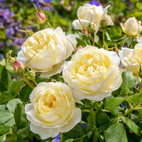 DAVID AUSTIN ROSES - Vanessa Bell 6ltr
