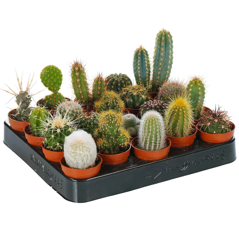 Mini Cacti Bundle (x6)