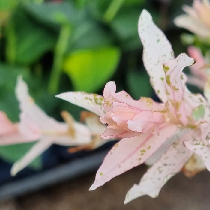 SALIX 'Flamingo' 100 Cm