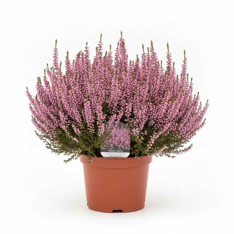 CALLUNA Beauty Ladies 9cm