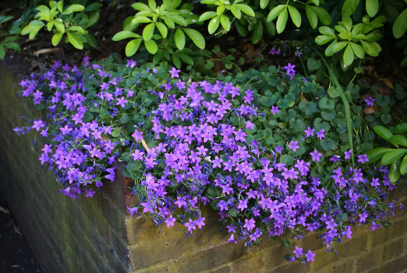 CAMPANULA In Variety 10.5cm A