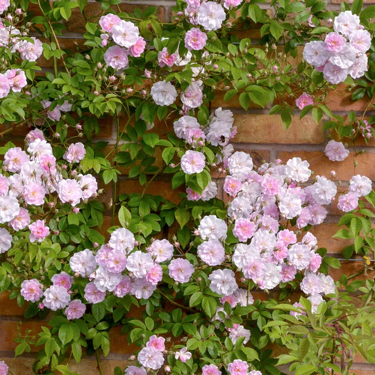 DAVID AUSTIN ROSES - Pauls Himalayan Musk