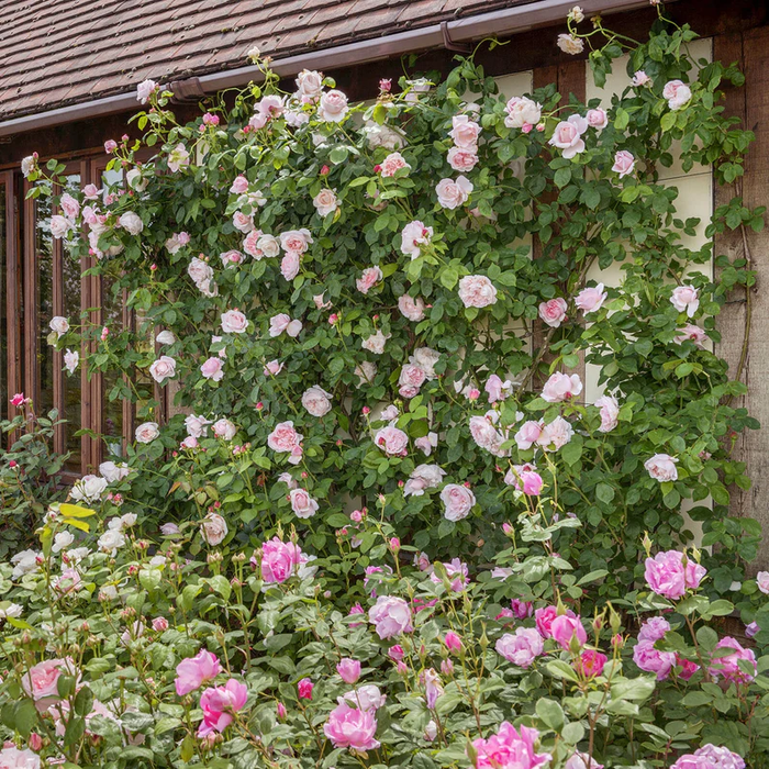 DAVID AUSTIN ROSES - St Swithun