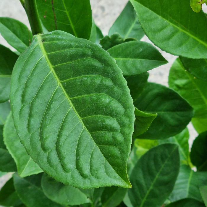 PRUNUS laur. Rotundifolia