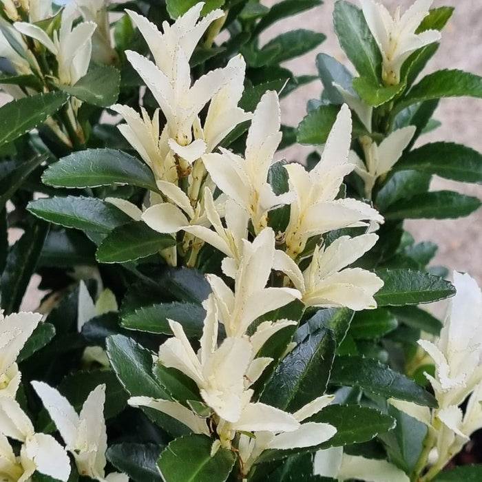 EUONYMUS 'Japonicus Paloma Blanca'