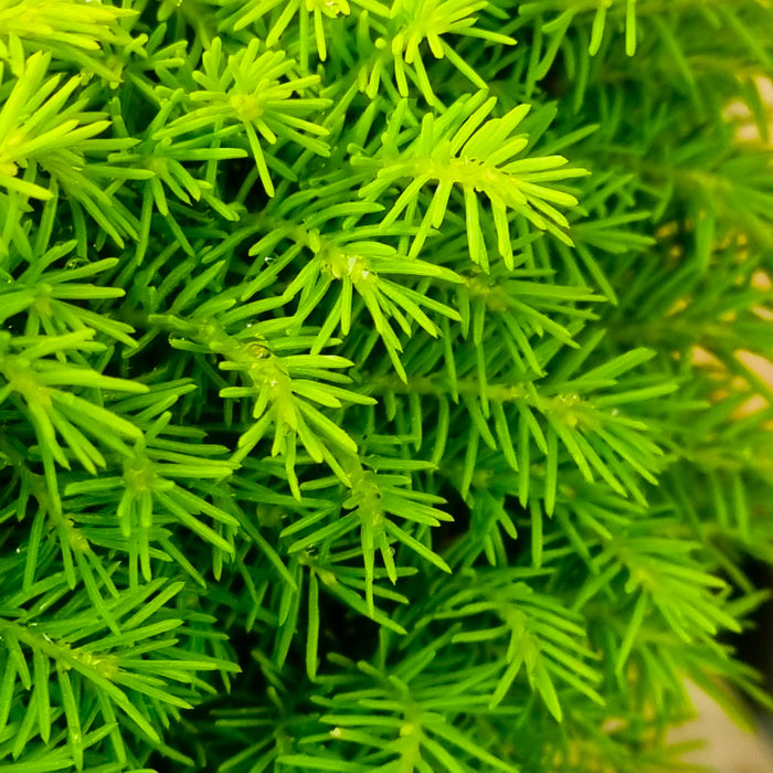 VANE PICEA  'Abies Little Gem' 17cm