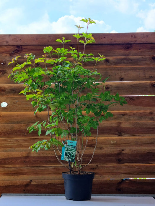 Viburnum Opulus 20cm