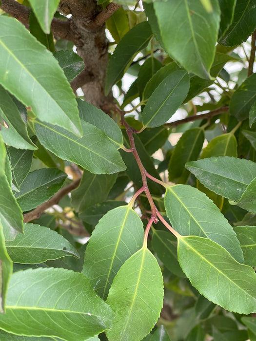 PRUNUS Lusitanica angustifolia