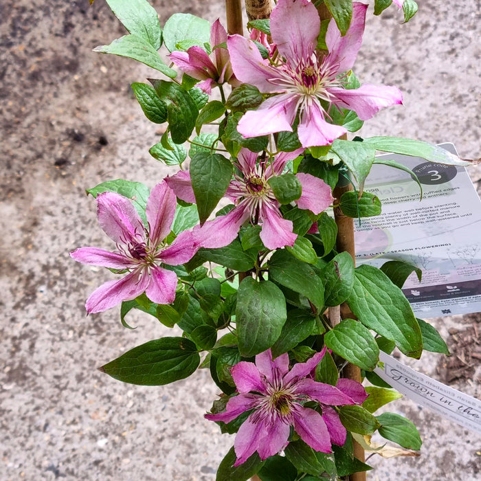 CLEMATIS Sarah Elizabeth Evipo098 3L