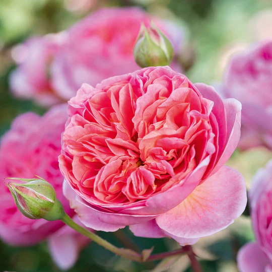 DAVID AUSTIN ROSES - Boscobel