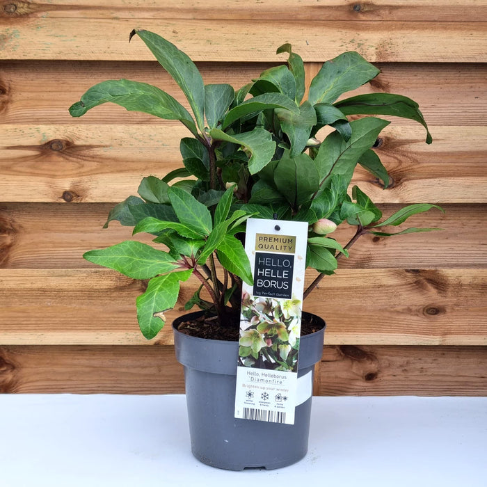 HELLEBORUS Diamonfire 2ltr
