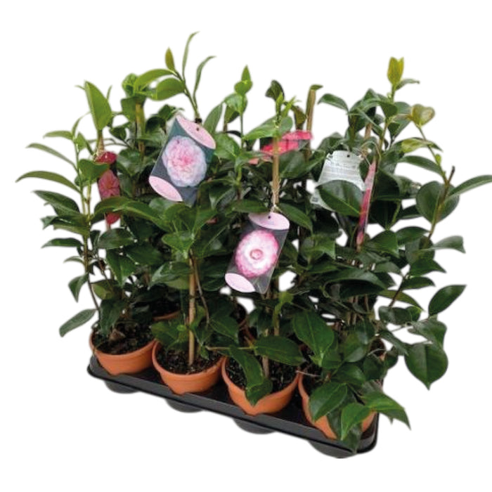 Plant Bundle L (2 x Camellia)