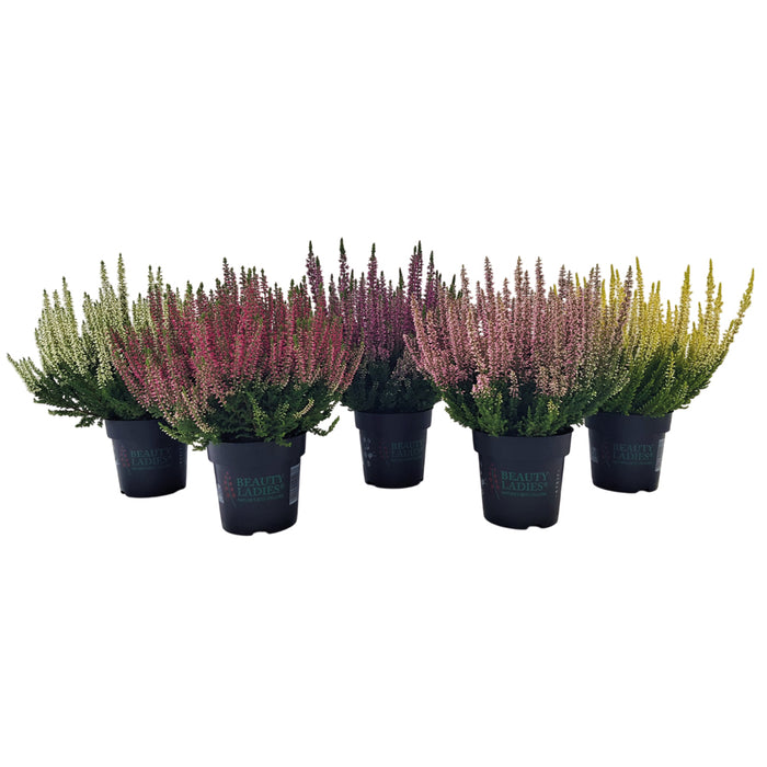 Plant Bundle B (3 x Winter Heathers)