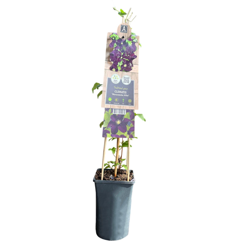 CLEMATIS Warszawska Nike P17