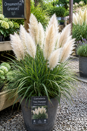 A potted Cortaderia 'Tiny Pampas' ornamental grass plant with fluffy cream-colored plumes and green blades, shown in a nursery or garden center setting with gravel and other plants in the background.