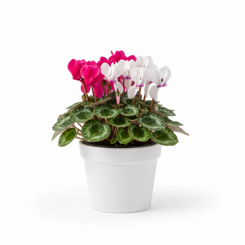 CYCLAMEN SS Micro 8cm