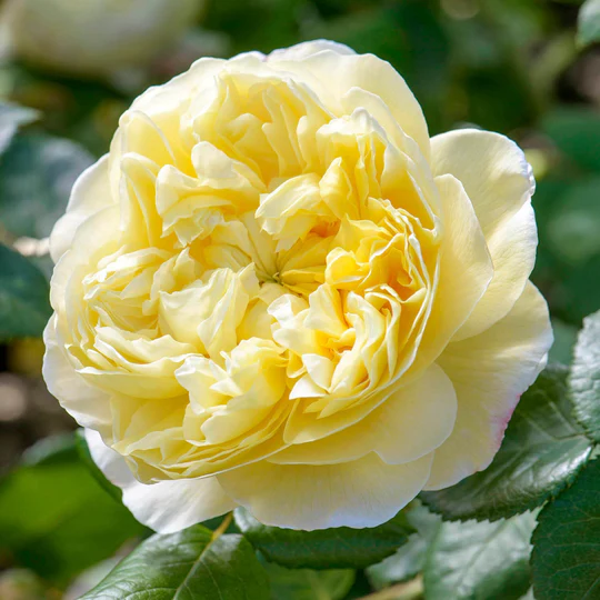 DAVID AUSTIN ROSES - Charles Darwin