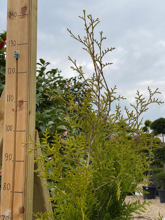 THUJA Gold Brabant 100-125cm