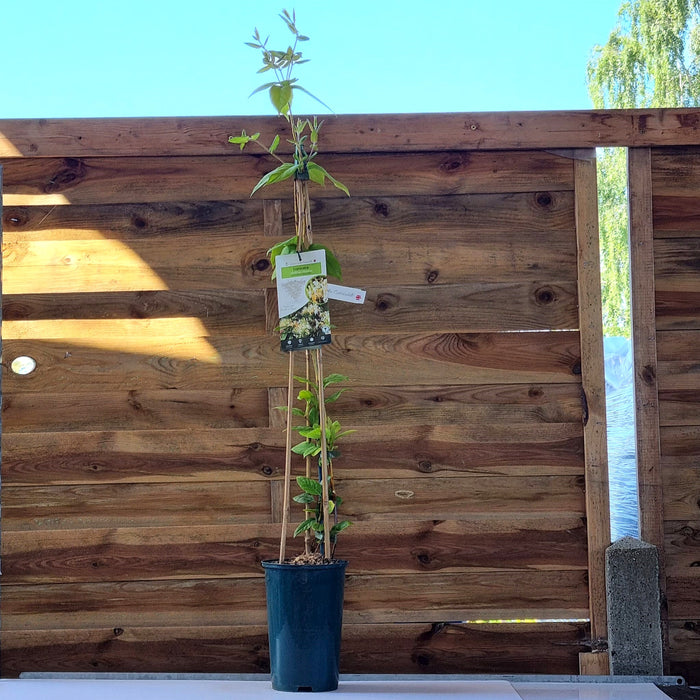 LONICERA similis variety Delavayi 3L