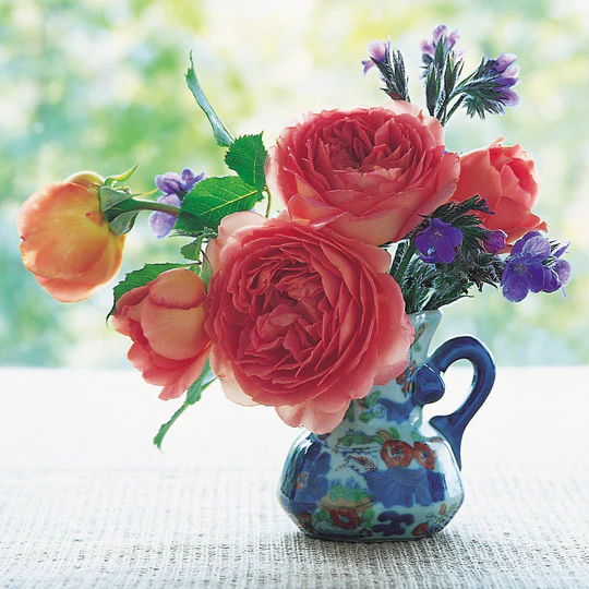 DAVID AUSTIN ROSES - Jubilee Celebration