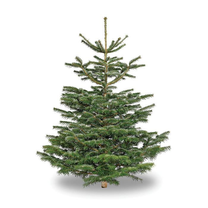PREMIUM Nordmann Fir 300-350cm ~10'-12'