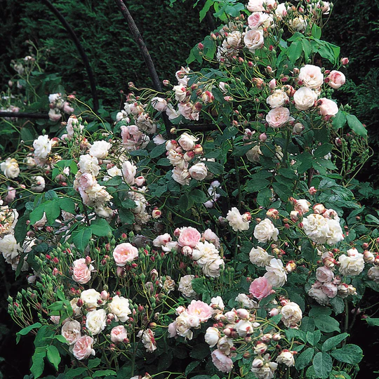 DAVID AUSTIN ROSES - Blush Noisette