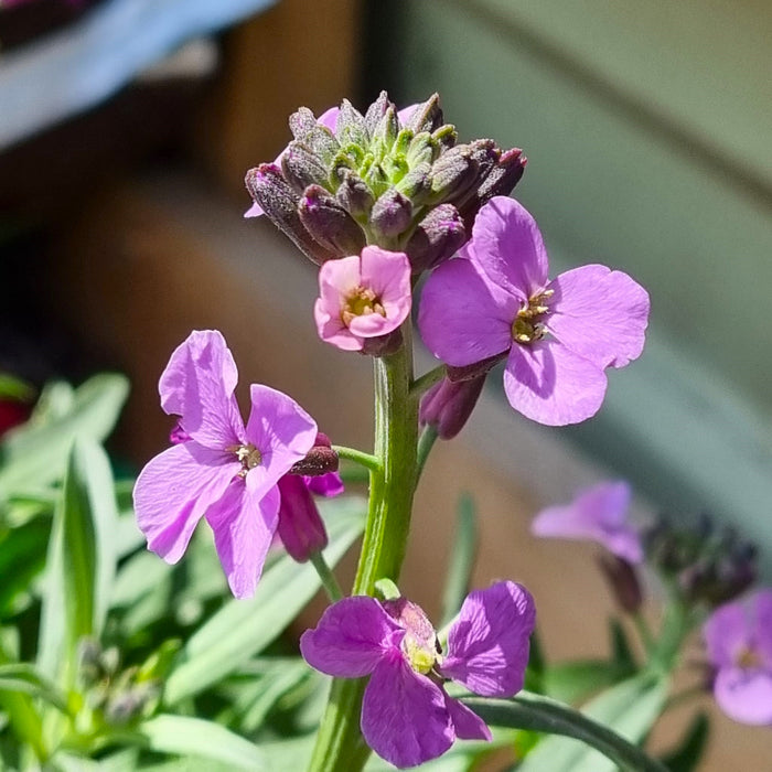 ERYSIMUM Bowles Mauve 2ltr