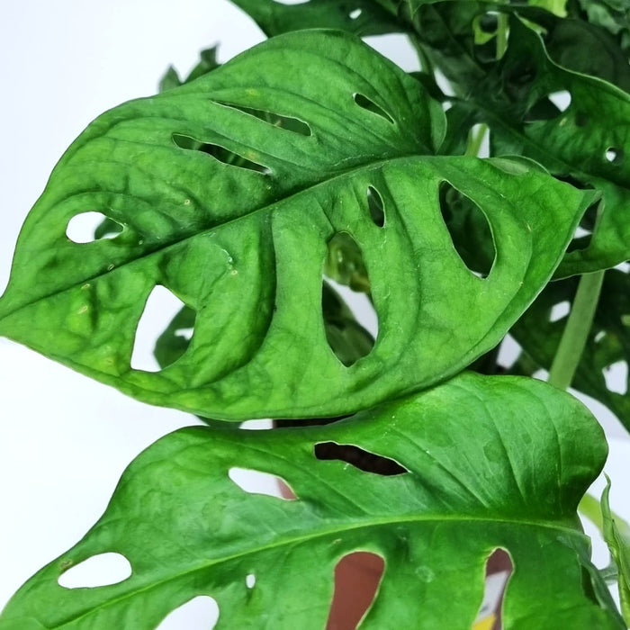 MONSTERA Monkey Leaf