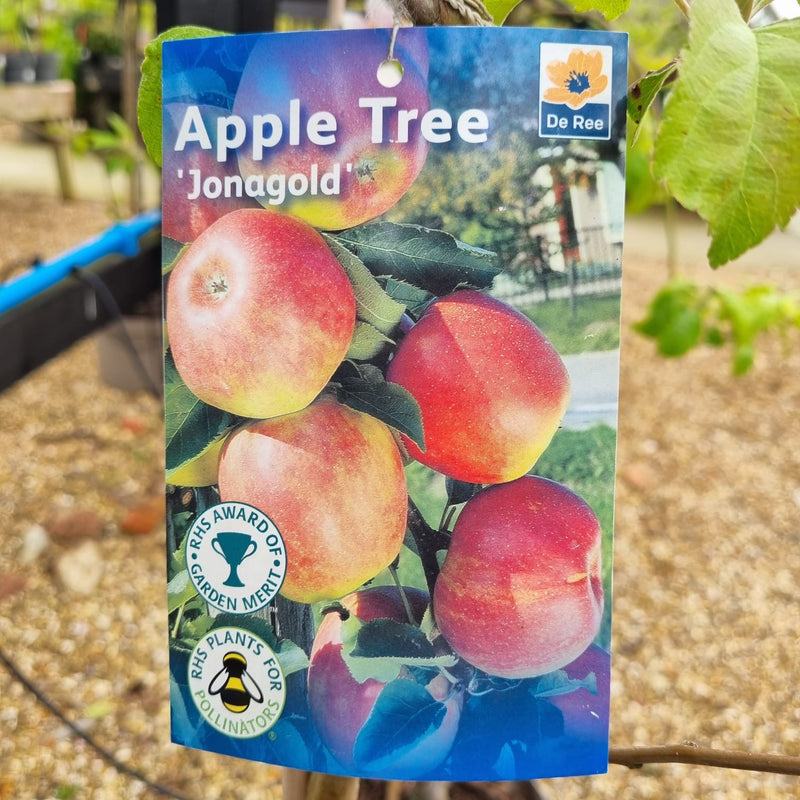 APPLE - Jonagold 10ltr