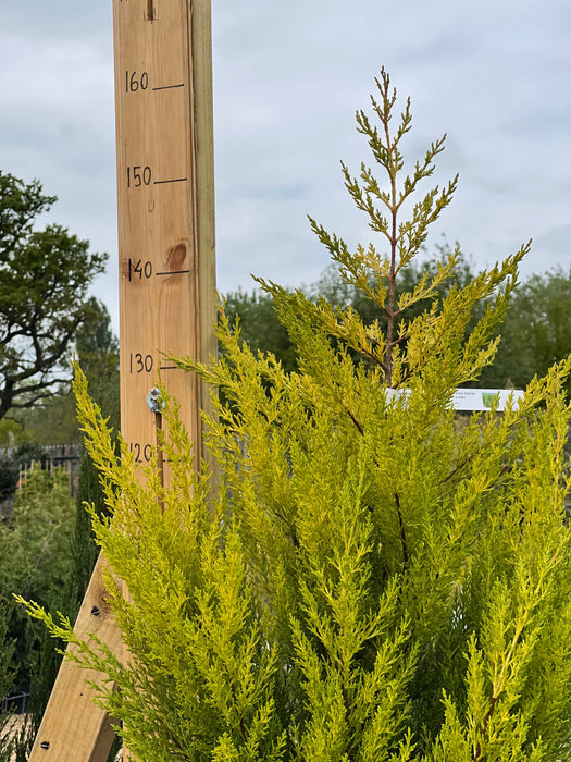 CUPRESSUS Macrocarpa Goldcrest 125-150cm