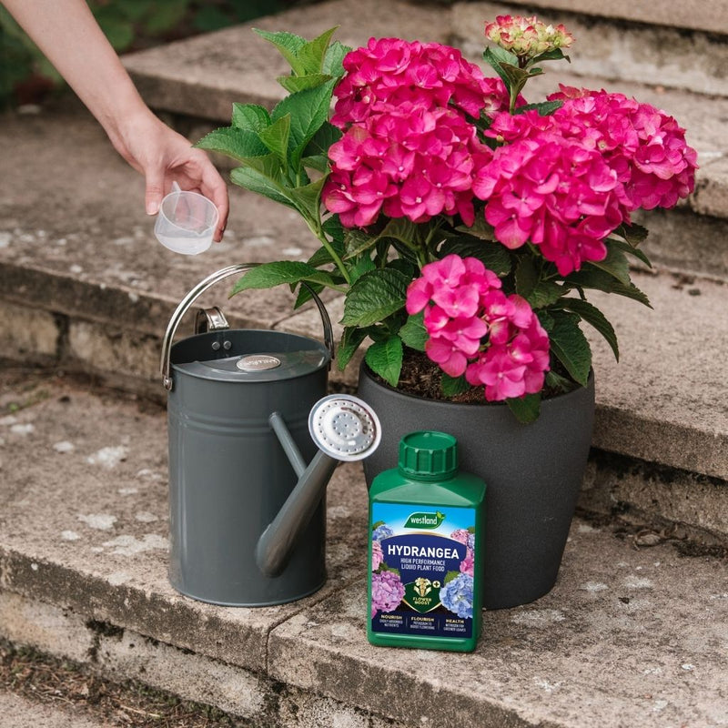 Westland Hydrangea High Performance Liquid Plant Food 1Ltr