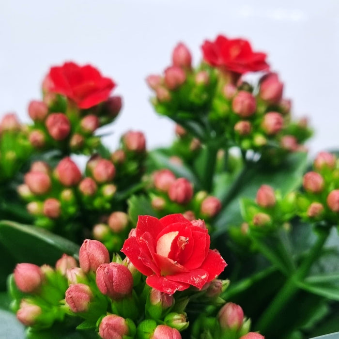 KALANCHOE Colour Splash 10cm