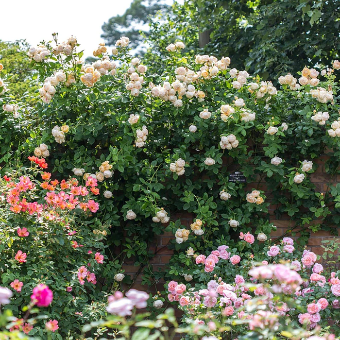 ROSE  - David Austin ''Wollerton Old Hall'' ENGLISH