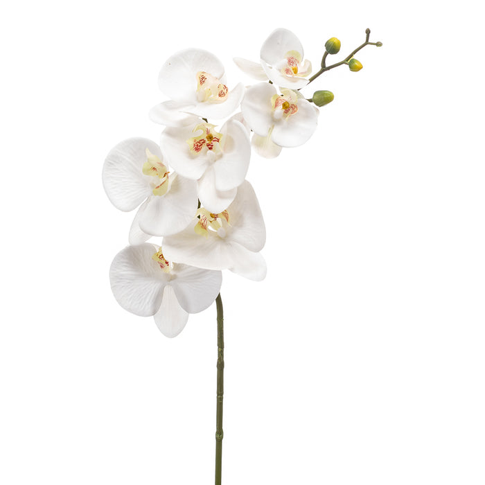 Emerald Phalaenopsis Spray Rt 83cm White