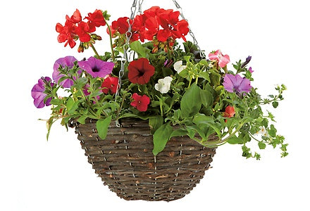 Summer Planted Wicker Hanging Basket 30cm