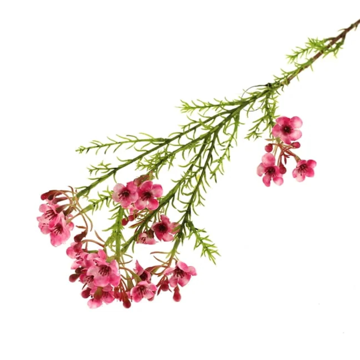 Sage Décor  Chamelaucium Wax Flower 67Cm