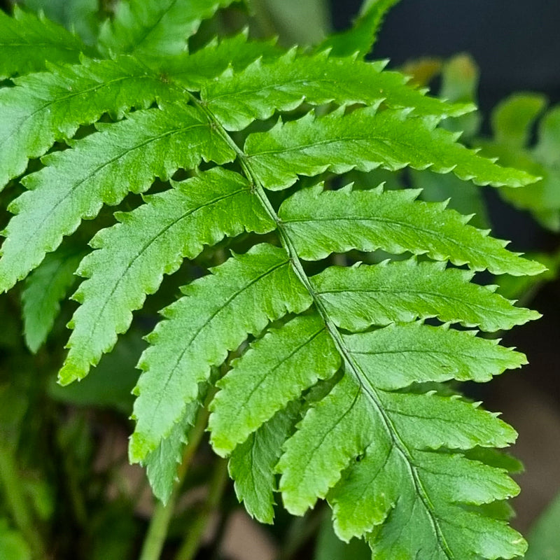 DRYOPTERIS  Atrata