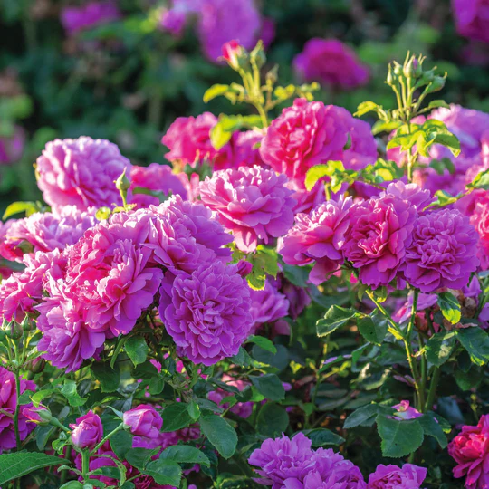 DAVID AUSTIN ROSES - Princess Anne
