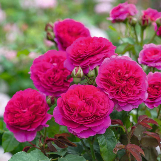 DAVID AUSTIN ROSES - Gabriel Oak 6ltr