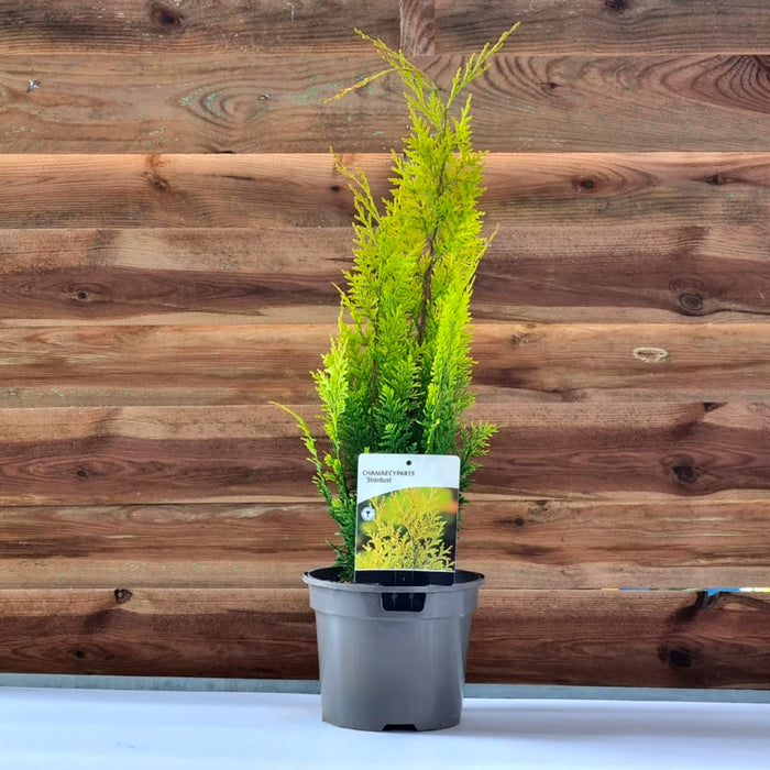 CHAMAECYPARIS laws. 'Stardust' 2ltr