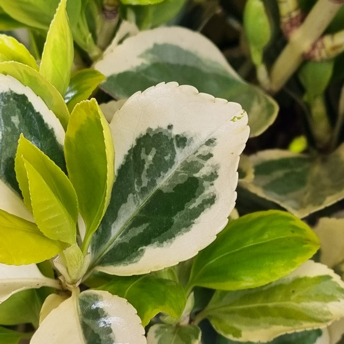 EUONYMUS jap. 'Albomarginatus' 1/2 Stem P24
