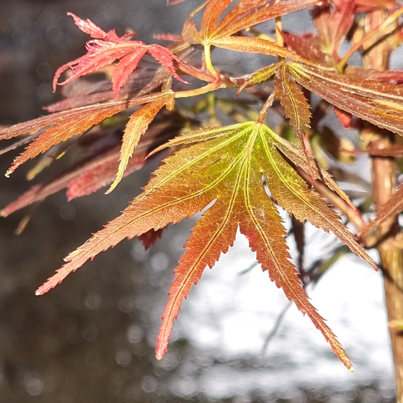 ACER palmatum Shaina