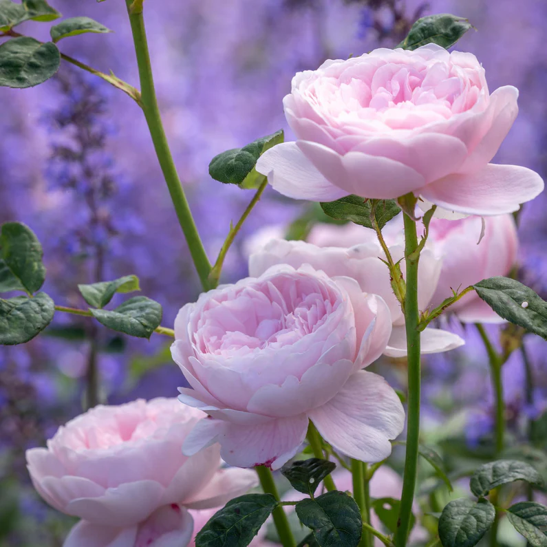 DAVID AUSTIN ROSES - Queen Of Sweden 6ltr