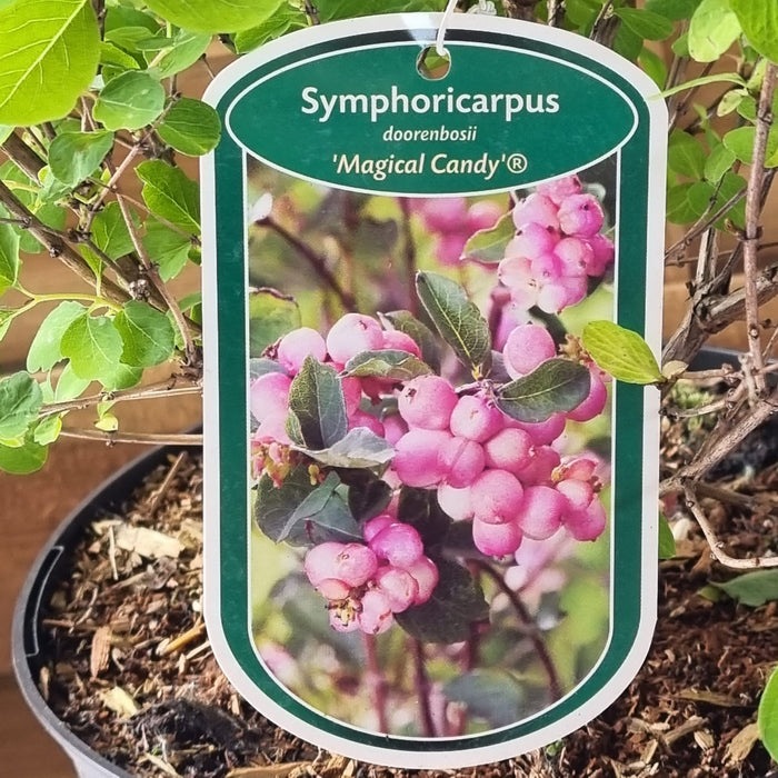 VANE SYMPHORICARPOS  'D. Magical Candy' 19cm