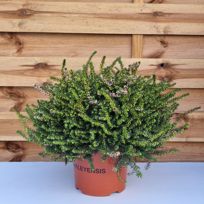 ERICA Darleyensis Mix 3ltr