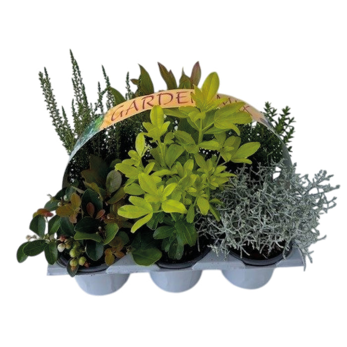 Plant Bundle A (2 x Shrub Pack)