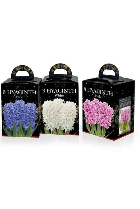 Scented Hyacinth Gift Box Kit Pink, White or Blue
