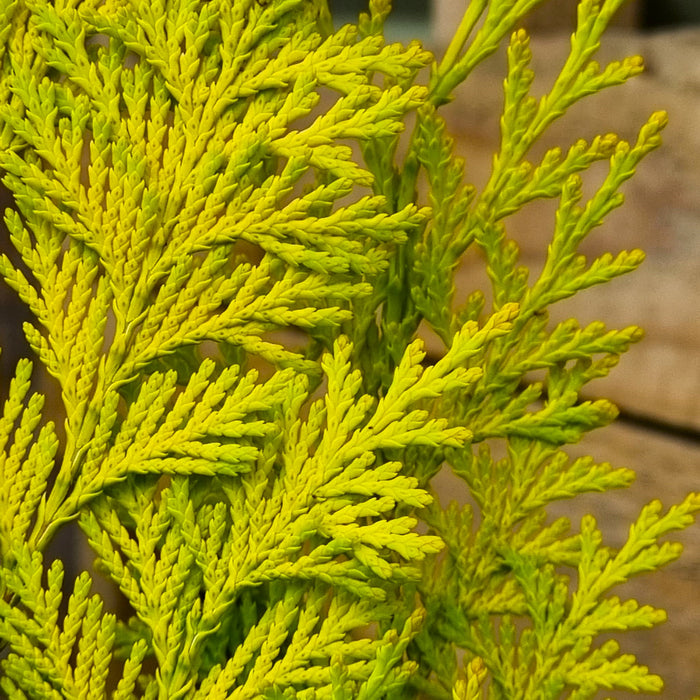 CHAMAECYPARIS laws. 'Stardust' 2ltr